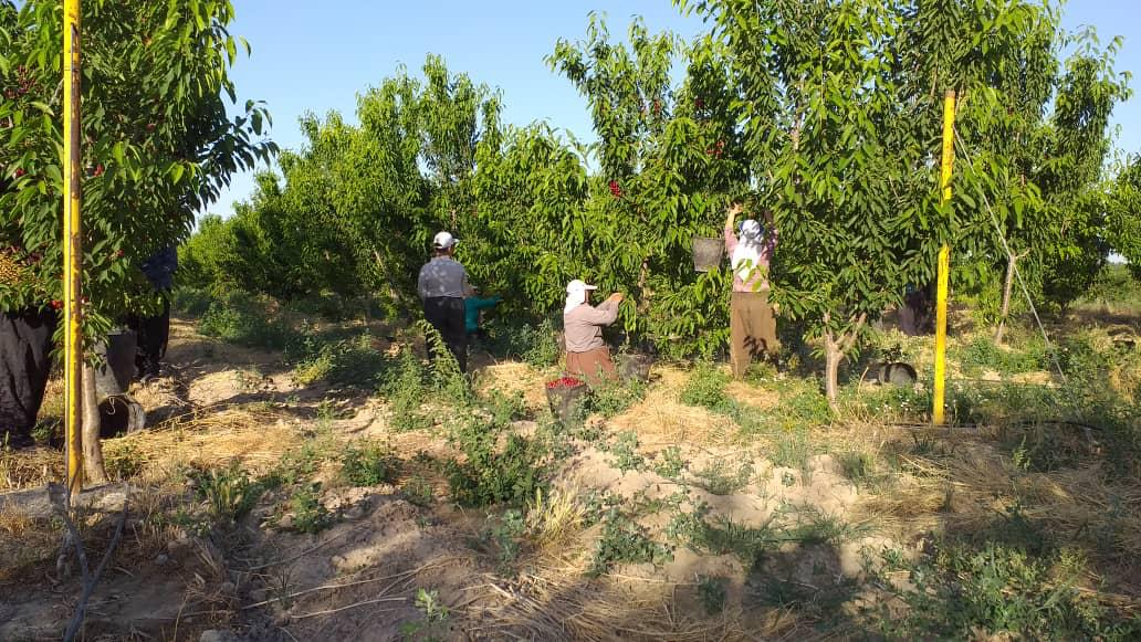 گزارش واحد مرکزی خبر استان البرز از برداشت میوه باغ مهرشهر کرج + فیلم
