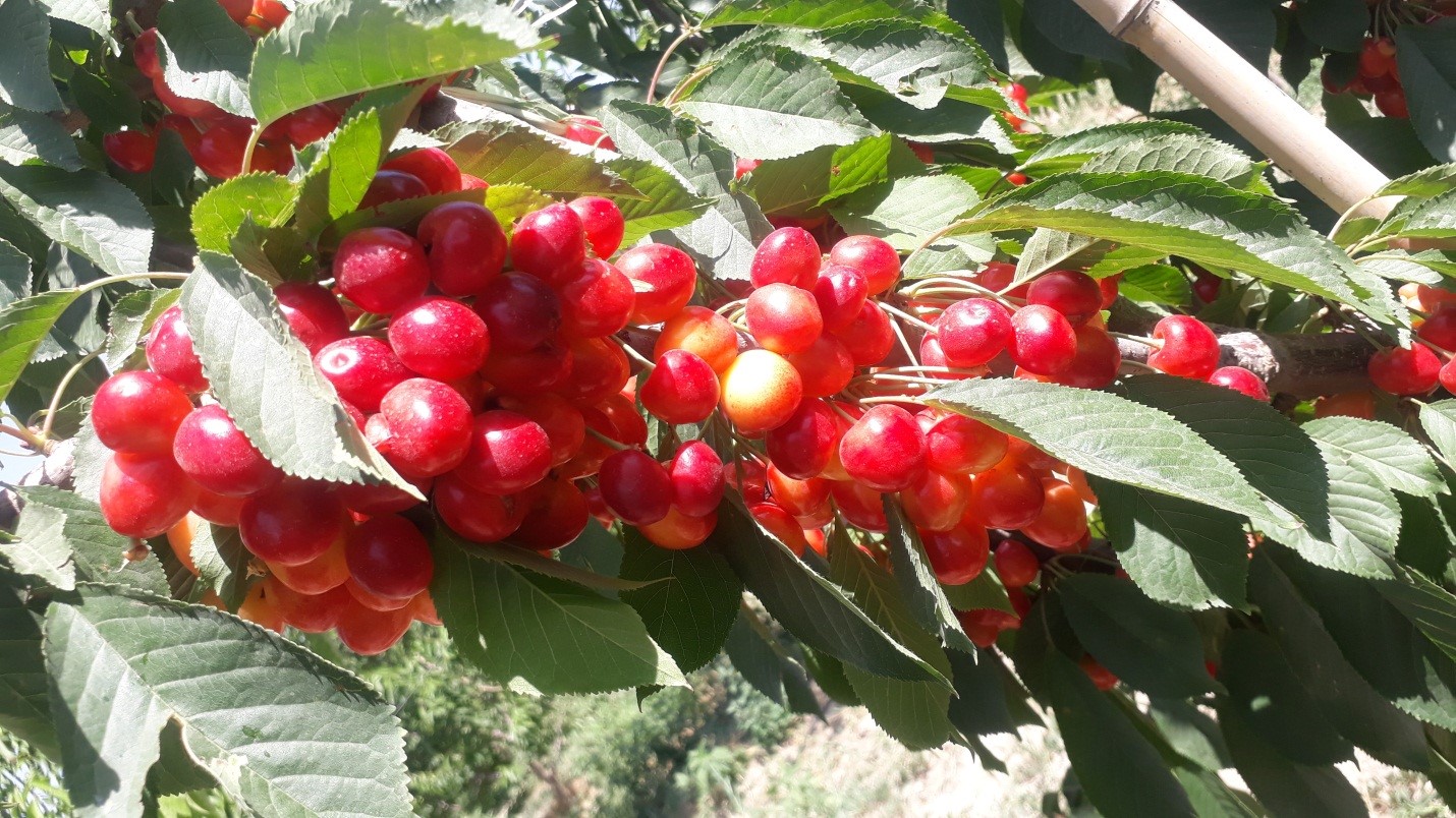 برداشت محصولات سردرختی باغ سیب مهرشهر کرج