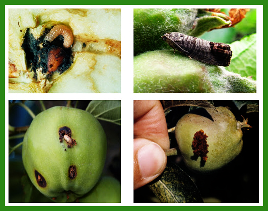 روش های مختلف کنترل کرم سیب در باغات